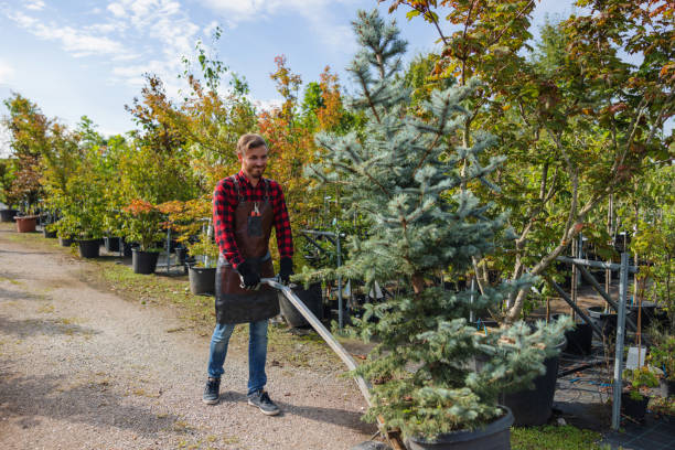 How Our Tree Care Process Works  in Monroeville, PA